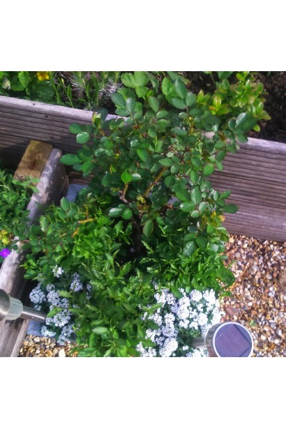 Темно-зеленые густые глянцевые листья розы Little Sunset